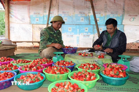 [Photo] Nông dân Sơn La thu chục tỷ mỗi năm nhờ trồng dâu tây