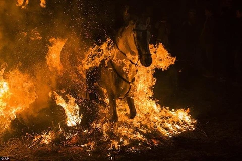 Ấn tượng đàn ngựa chạy qua lửa bốc cháy ngùn ngụt trong lễ hội kỳ thú