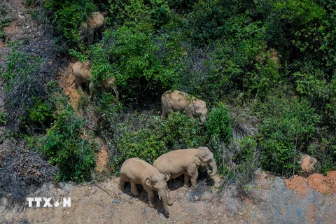 Các nước châu Phi cảnh báo về nguy cơ tuyệt chủng của loài voi rừng