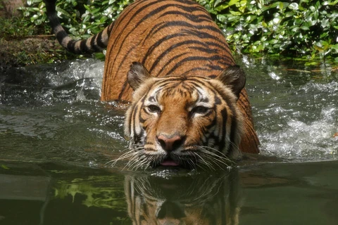 Quỹ Quốc tế bảo vệ thiên nhiên: Loài hổ có thể đã tuyệt chủng tại Lào