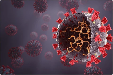 Phát hiện mới về cách hệ miễn dịch phản ứng với virus SARS-CoV-2
