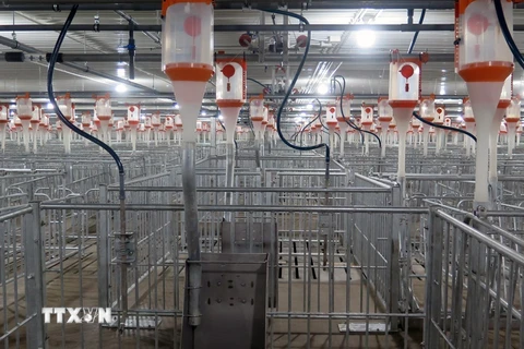 Phú Yên khánh thành trang trại chăn nuôi lợn giống công nghệ cao