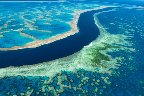 Australia: Rạn san hô Great Barrier bị đe dọa tẩy trắng trên diện rộng