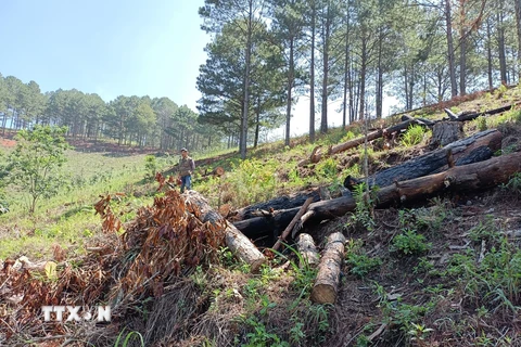 Lâm Đồng: Khởi tố, bắt tạm giam đối tượng chủ mưu phá rừng quy mô lớn