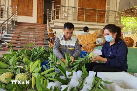 Sơn La nâng tầm thương hiệu cây trồng chủ lực na Mai Sơn