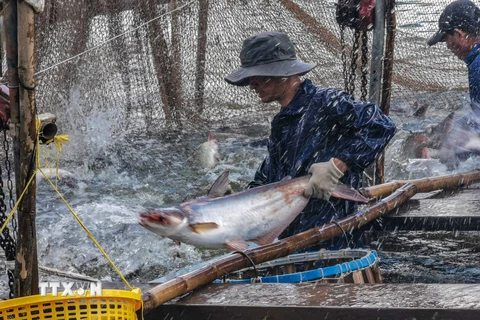 Ngành cá tra Việt Nam hứa hẹn bước vào chu kỳ phát triển mới