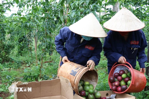 Chanh leo Việt Nam được xuất khẩu thí điểm sang Trung Quốc từ 1/7