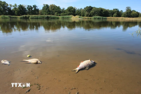 Nhà chức trách Đức: Chất cực độc làm cá chết hàng loạt trên sông Oder