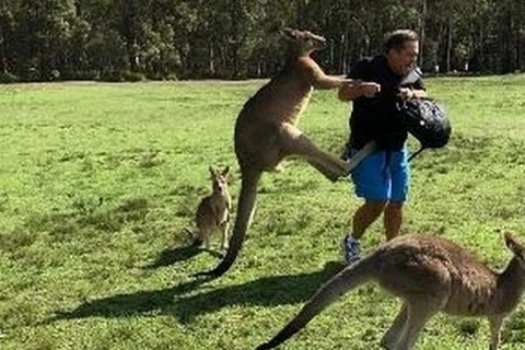 Australia: Cụ ông 77 tuổi thiệt mạng do bị kangaroo tấn công
