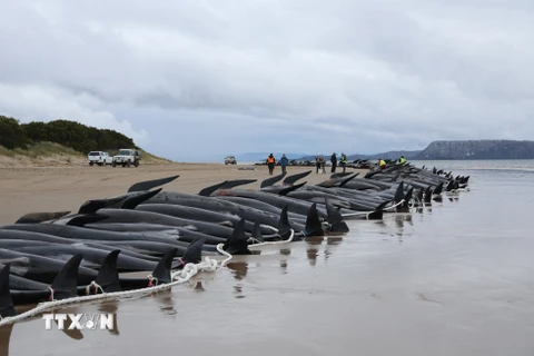 Gần 200 con cá voi hoa tiêu bị chết do mắc cạn tại bờ biển Australia