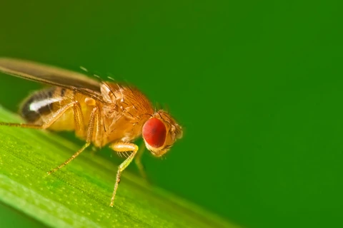 Tìm hiểu những bí mật của bệnh ung thư thông qua ruồi giấm