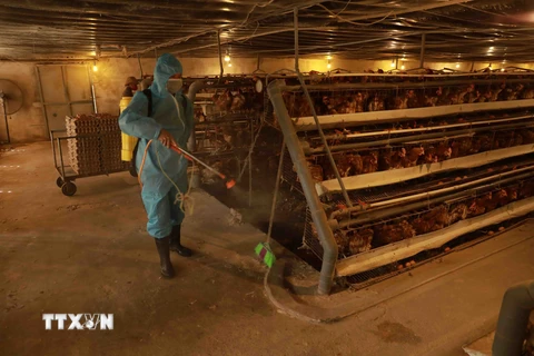 Quảng Ngãi phát hiện và tiêu hủy hơn 500 con vịt mắc cúm gia cầm
