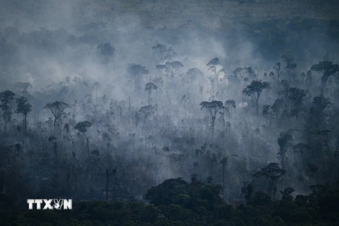 Một phần ba rừng Amazon suy thoái do hoạt động của con người, hạn hán