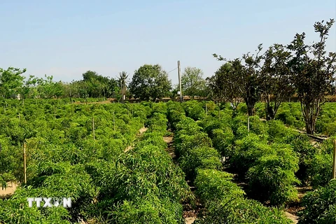 Bảo tồn, phát triển nguồn gene cây dược liệu quý ở Ninh Thuận