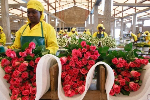 Ngày lễ Tình nhân ảm đạm với người trồng hoa hồng xuất khẩu tại Kenya