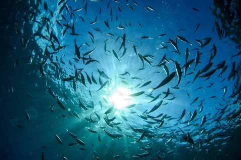 Những vấn đề cần tháo gỡ trong Hội nghị Bảo vệ Đại dương của LHQ