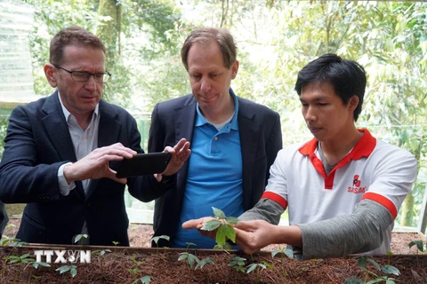 Hỗ trợ tài chính phát triển cây sâm Ngọc Linh bền vững dưới tán rừng 