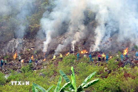 Kon Tum: làm rõ nguyên nhân vụ cháy rừng trồng làm hai người tử vong
