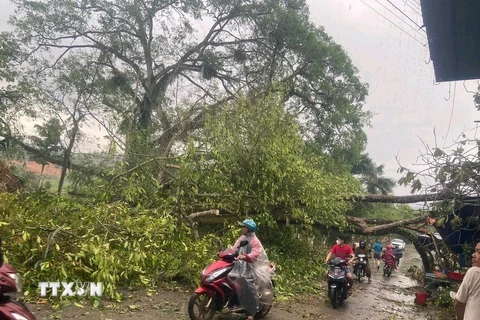Lốc xoáy và mưa dông gây nhiều thiệt hại tại Nghệ An, Tuyên Quang