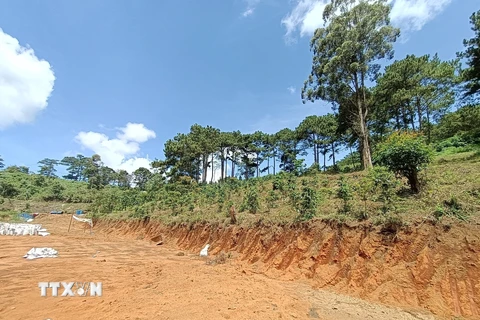 Thống nhất nộp tiền trồng rừng để làm đường nối Lâm Đồng với Đắk Lắk