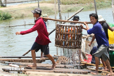 Người nuôi cá tra ở Đồng Tháp đối diện nhiều khó khăn dù giá bán tăng