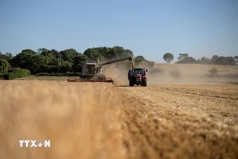 Hiện tượng El Nino ảnh hưởng đến nguồn cung lương thực toàn cầu