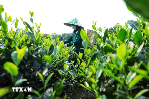 Phú Thọ: Quy hoạch vùng nguyên liệu, mở đường xuất khẩu chè bền vững