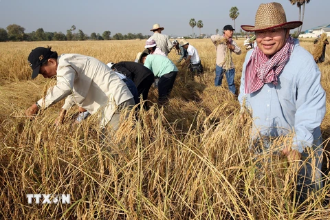 Campuchia kỳ vọng đạt mục tiêu xuất khẩu 1 triệu tấn gạo vào năm 2025