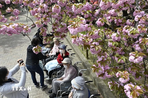 Số người sống thọ trên 100 tuổi tại Nhật Bản tăng cao kỷ lục