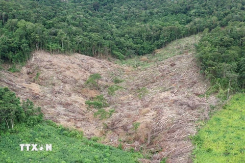 Gia Lai: Phát hiện gần 5 ha rừng tự nhiên bị tàn phá trái phép