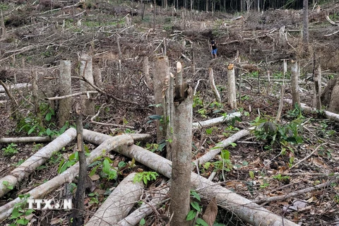 Hiện trường vụ tàn phá trái phép gần 5 ha rừng tự nhiên ở Gia Lai