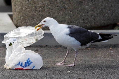 Mỹ công bố kế hoạch loại bỏ nhựa dùng một lần vào năm 2032