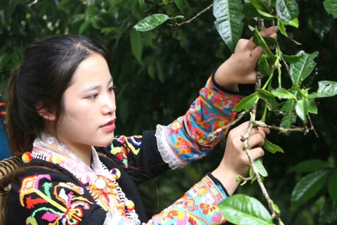 Lai Châu: Tạo dựng thương hiệu trà cổ thụ vùng biên Phong Thổ