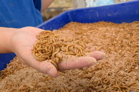 Ngành công nghiệp nuôi côn trùng làm thức ăn đang phát triển nhanh chóng. (Nguồn: Shutterstock)