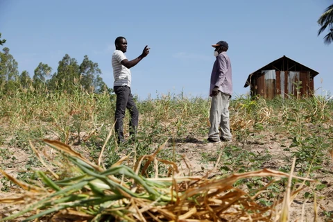 Nông dân tại Kilifi, Kenya phá bỏ ruộng ngô bị chết do hạn hán kéo dài. (Ảnh: Reuters)
