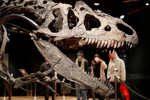 Bộ xương của loài khủng long Allosaurus từng sống 150 triệu năm trước được trưng bày tại phòng đấu giá Drouot ở Paris. (Ảnh: Reuters)
