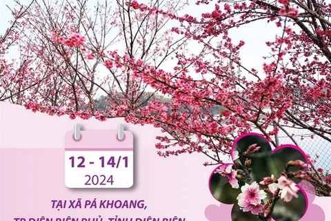 Tưng bừng Lễ hội Hoa Anh Đào-Điện Biên Phủ năm 2024 