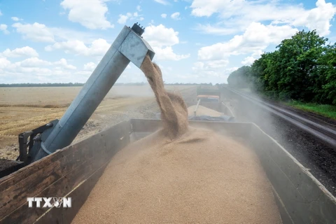 Nông dân thu hoạch lúa mỳ trên cánh đồng ở vùng Kharkiv, Ukraine ngày 19/7/2022. (Ảnh: AFP/TTXVN)