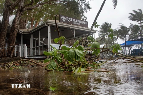 Cây cối gãy đổ khi bão Jasper đổ bộ vào Cairns, Australia, ngày 13/12/2023. (Ảnh: AFP/TTXVN)