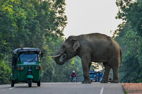 Một chiếc xe ba bánh lái vòng qua một con voi ở Habarana - thành phố thu hút đông du khách ở Sri Lanka. (Ảnh: Getty Images)