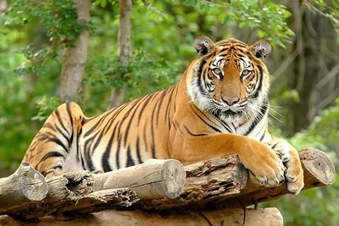 Indonesia kỳ vọng vẫn còn cá thể hổ Java tồn tại trong tự nhiên. (Nguồn: Wikipedia)