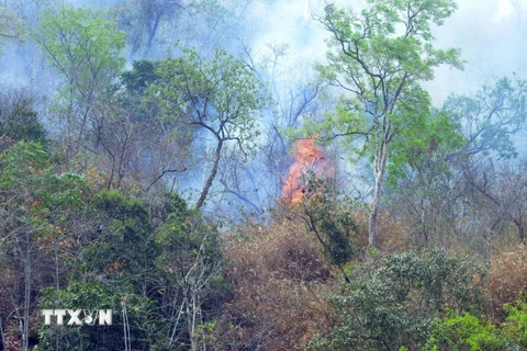 Vụ cháy rừng tại bản Na Pản, xã Chiềng Đông, huyện Yên Châu, tỉnh Sơn La. (Ảnh minh họa: Quang Quyết/TTXVN)