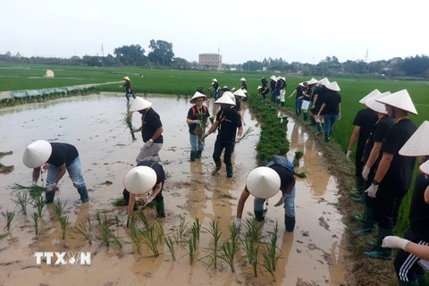 Khách quốc tế hào hứng trải nghiệm hoạt động cấy lúa tại Làng cổ Đường Lâm. (Ảnh: TTXVN phát)