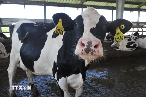Bò sữa được nuôi tại trang trại ở Porterville, California, Mỹ. (Ảnh: AFP/TTXVN)