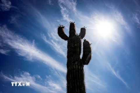 Nắng gay gắt tại thành phố Phoenix, Ariona, ngày 7/6/2024. (Ảnh: AFP/TTXVN)