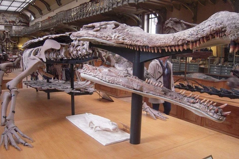 Mô hình bộ xương của loài cá sấu cổ đại Sarcosuchus tại Bảo tàng Tự nhiên Quốc gia ở Paris, Pháp. (Nguồn: Wikimedia Commons)