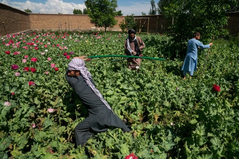 Lực lượng an ninh của Taliban phá hủy cánh đồng trồng thuốc phiện ở Parwan. (Nguồn: The Washington Post)