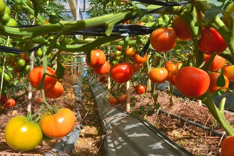 [Video] Lâm Đồng: Hàng trăm tấn cà chua bị đổ bỏ do thiếu nơi tiêu thụ