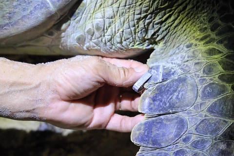 Trắng đêm cùng lực lượng kiểm lâm “đỡ đẻ” cho rùa biển tại Côn Đảo