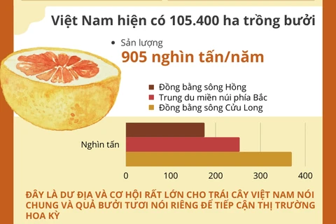 Bến Tre xuất khẩu lô bưởi đầu tiên của Việt Nam sang Hoa Kỳ 